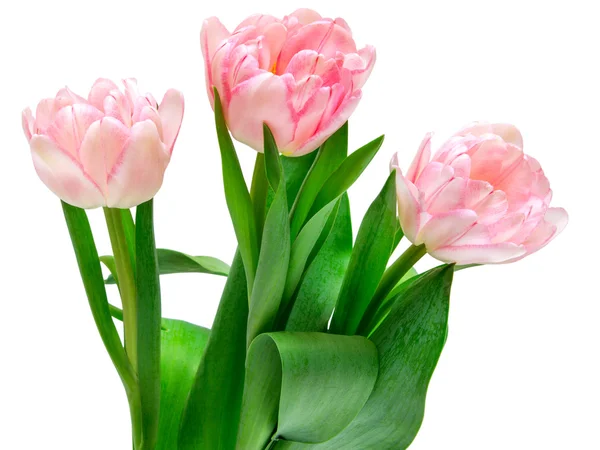 Tulip flowers — Stock Photo, Image