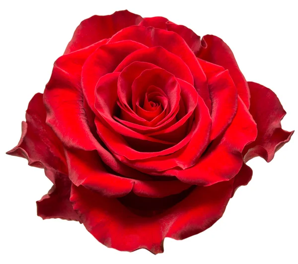 Троянди Стокове Фото
