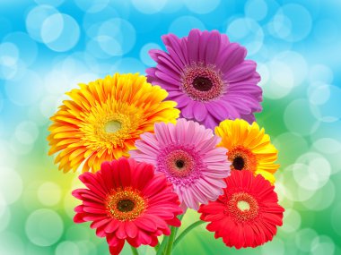 Gerber çiçek