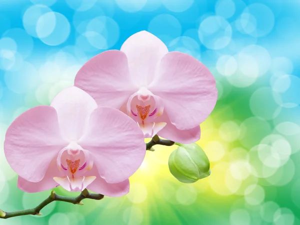 Fiore del Orchid — Foto Stock