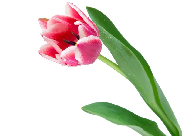 Тюльпан-квітка — стокове фото