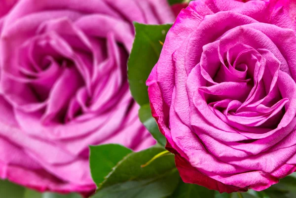 Roze bloem — Stockfoto