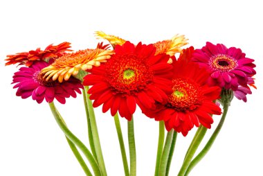 Beyaz arka plan üzerinde izole gerber çiçek