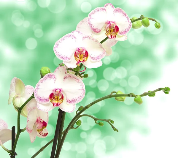 Primo piano del fiore del orchid — Foto Stock