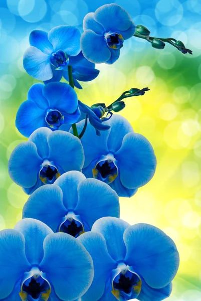 Close up of orchid flower — Stock Photo, Image