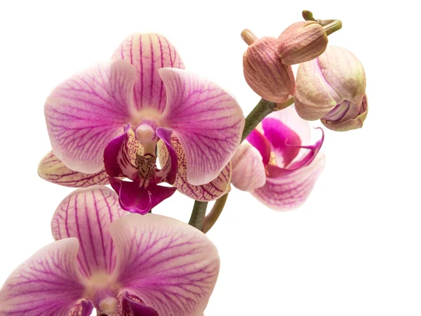 Orchidea isolata su fondo bianco — Foto Stock