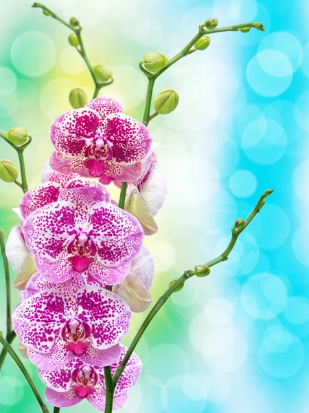 Flor de orquídea — Foto de Stock