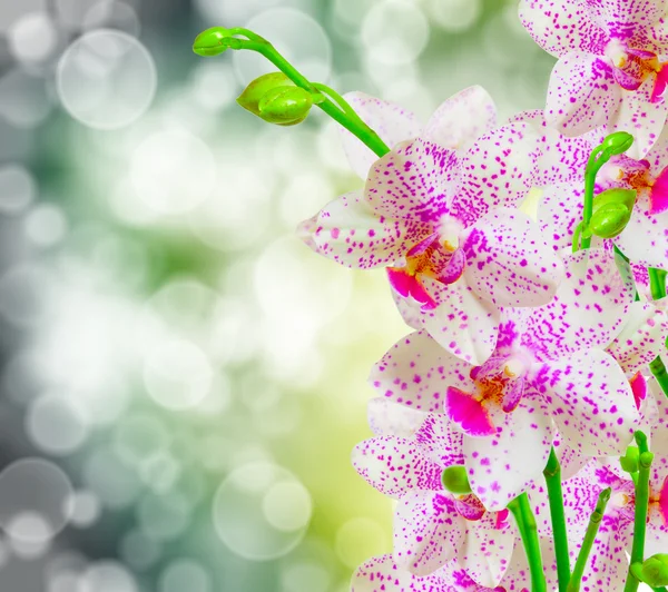 Orchidej květina — Stock fotografie