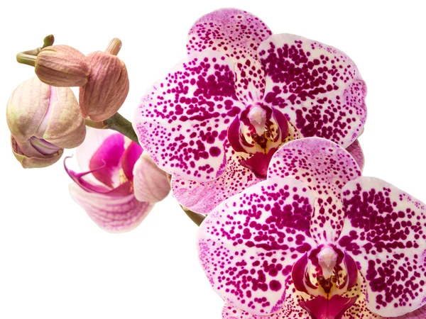 Orkide çiçek — Stok fotoğraf