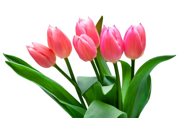 Tulip flowers — Stock Photo, Image