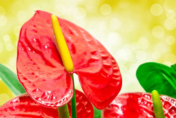 Flor de antúrio vermelha — Fotografia de Stock