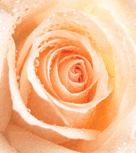 Цветок розы — стоковое фото