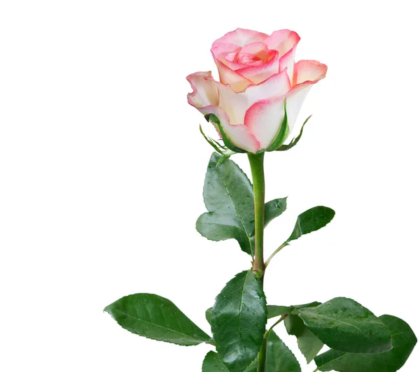 Rosa blomma — Stockfoto