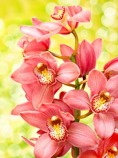 Орхидея — стоковое фото