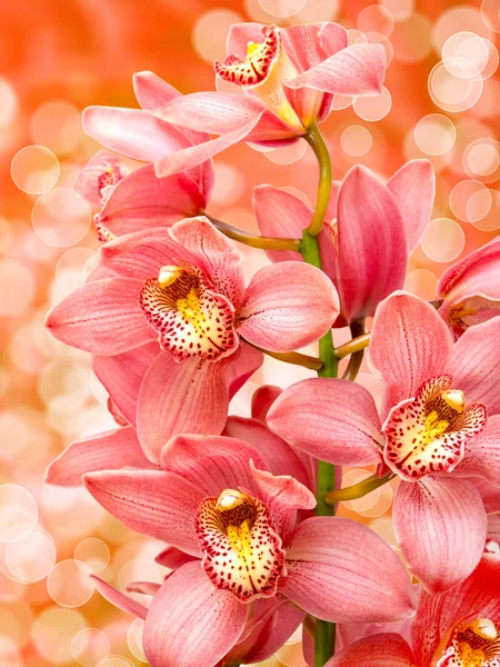 난초 꽃 — 스톡 사진