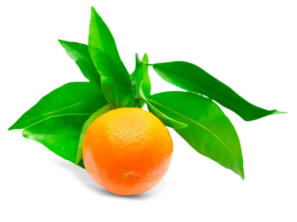 Mandarina — Foto de Stock