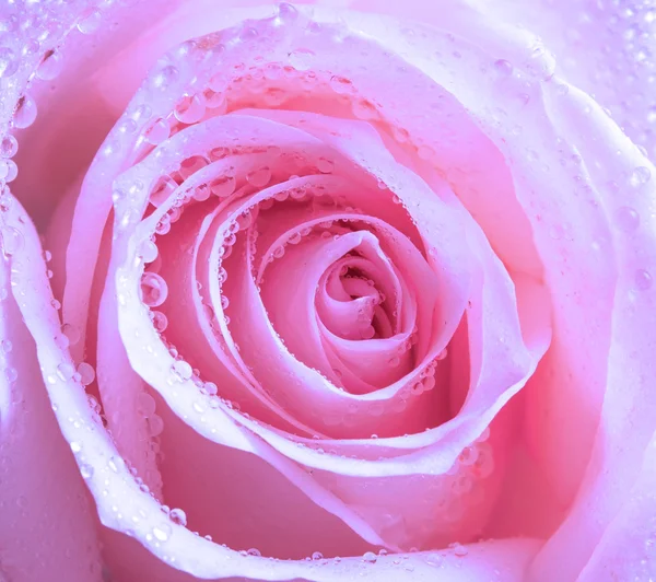 Fiore di rosa — Foto Stock