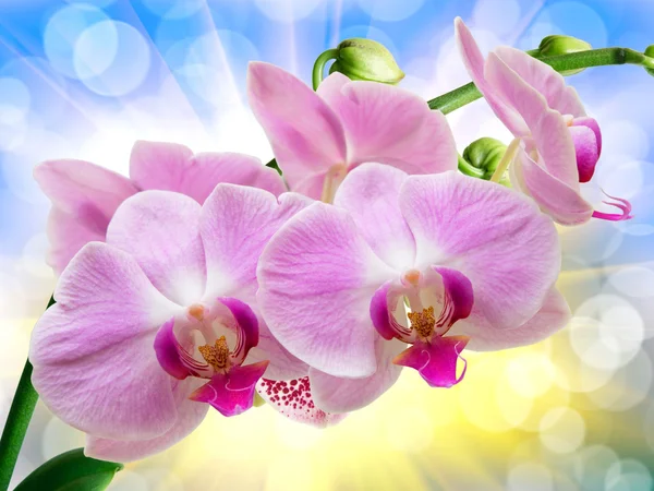 Orchideenblume — Stockfoto