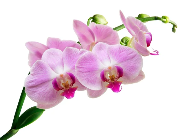 Fiore del Orchid — Foto Stock