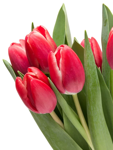 Tulp bloemen — Stockfoto