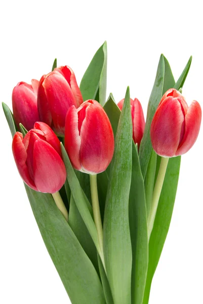 Tulip flowers — Stock Photo, Image