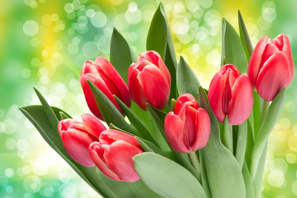 Tulip flowers — Stock Photo, Image