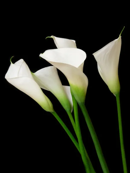 Calla Lilja — Stockfoto