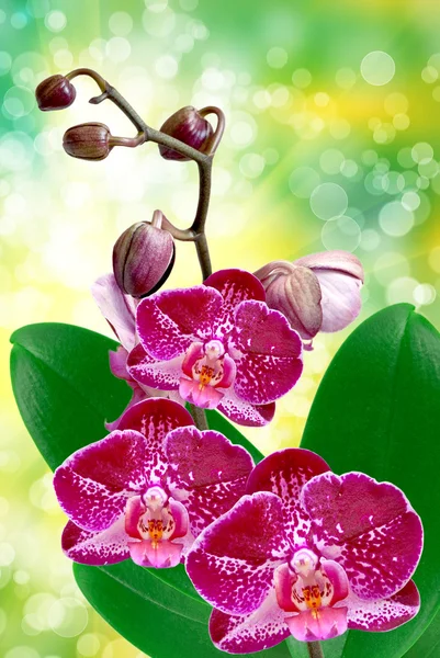 Orchideenblume — Stockfoto