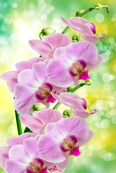 Orchid blomst - Stock-foto