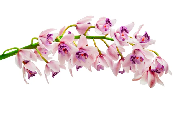 Orchidej květina — Stock fotografie