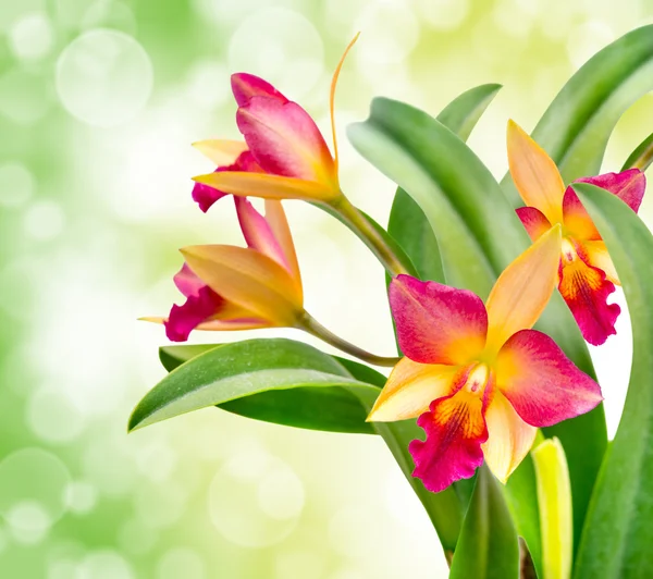 Flor de orquídea — Fotografia de Stock