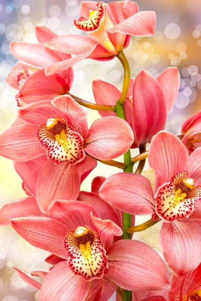 Fiore del Orchid — Foto Stock