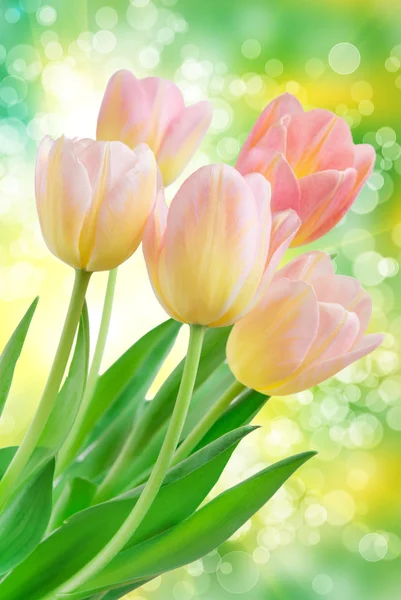 Tulip flowers — Stock Photo, Image