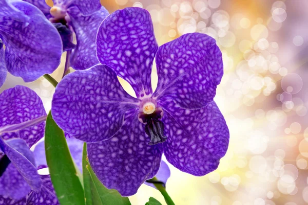 Flor de orquídea — Fotografia de Stock