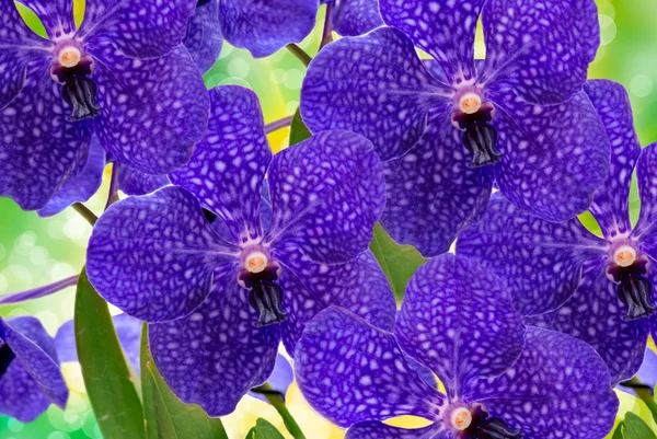 Flor de orquídea —  Fotos de Stock