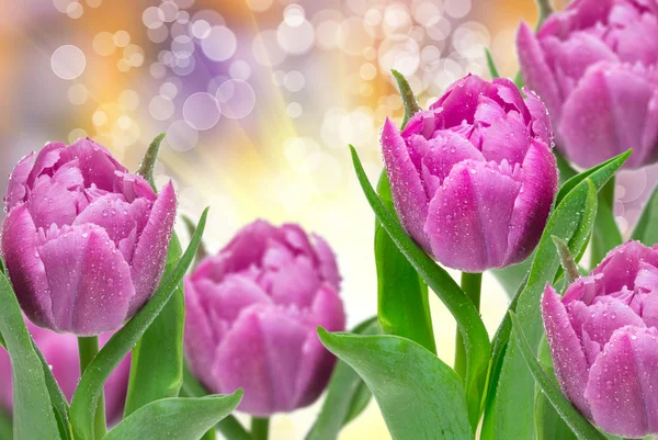 Tulip flowers — Stock Photo, Image