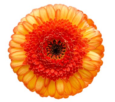 Beyaz arka plan üzerinde izole gerber çiçek