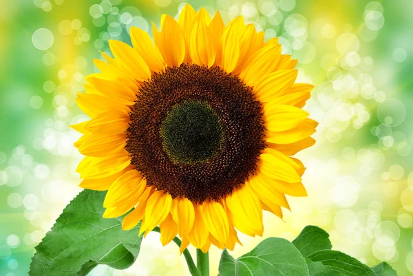 Girasole — Foto Stock