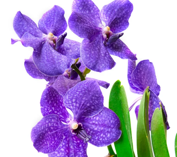 Orchideebloem — Stockfoto