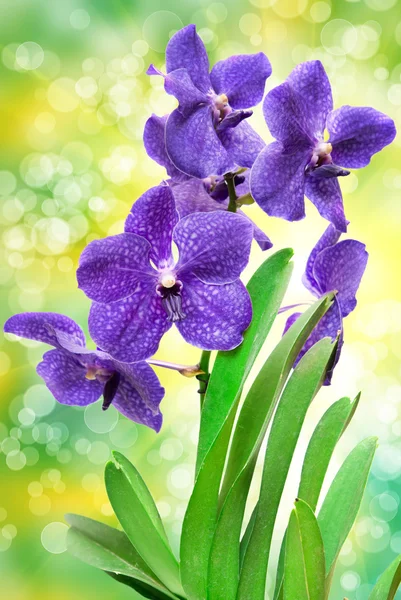 Fiore del Orchid — Foto Stock