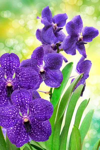 Flor de orquídea — Fotografia de Stock