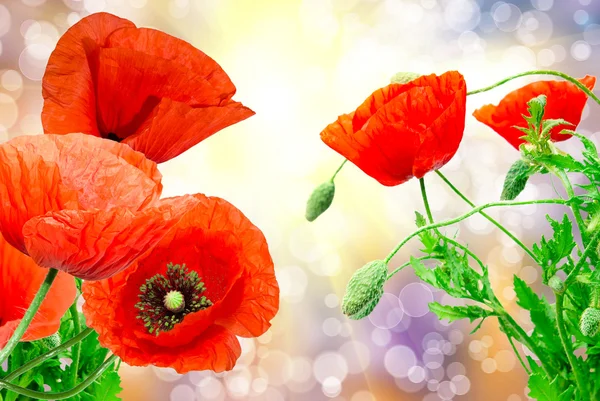 Roter Mohn — Stockfoto