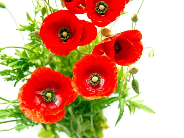 Roter Mohn — Stockfoto