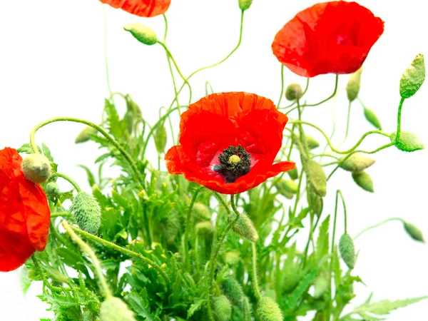 Roter Mohn — Stockfoto