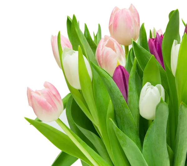 Tulp bloemen — Stockfoto