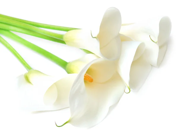 Calla Lilja — Stockfoto