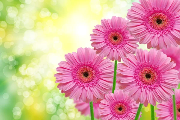Zbliżenie kwiatów gerber — Zdjęcie stockowe