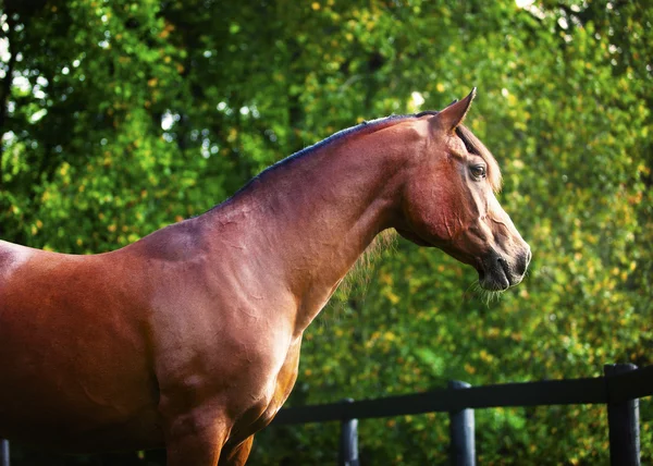 Perfil de Polish Arabian Bay — Fotografia de Stock