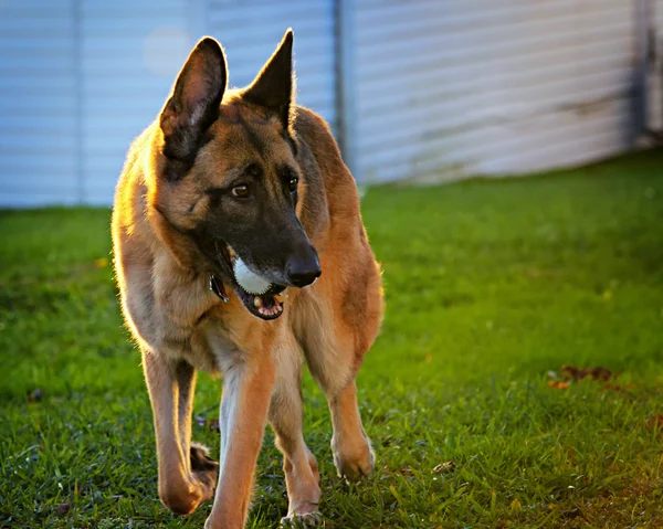 Tysken Fåraherde hund spelar fångst — Stockfoto