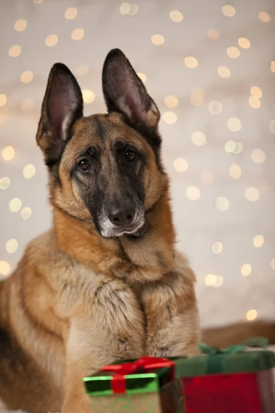 Navidad pastor alemán perro Imagen De Stock